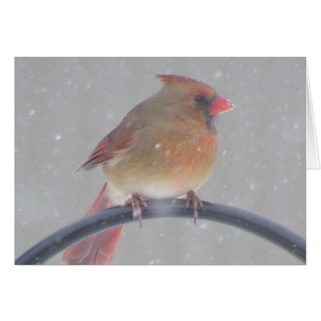 Cardenal del patio trasero (Anverso (Horizontal))