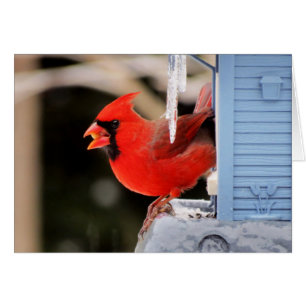 Cardenal en el hielo - pájaro