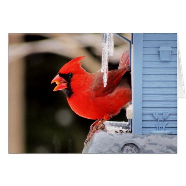 Cardenal en el hielo - pájaro (Anverso (Horizontal))