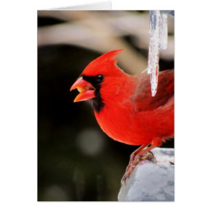 Cardenal en el hielo - pájaro