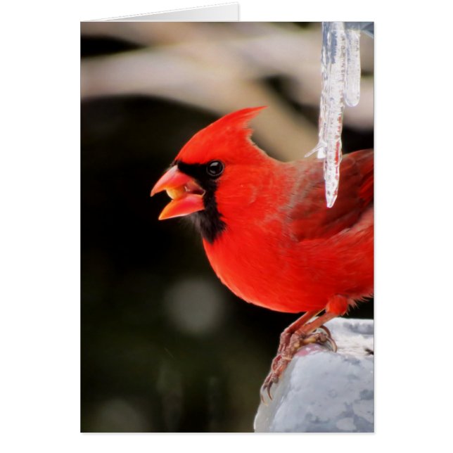 Cardenal en el hielo - pájaro (Frente)
