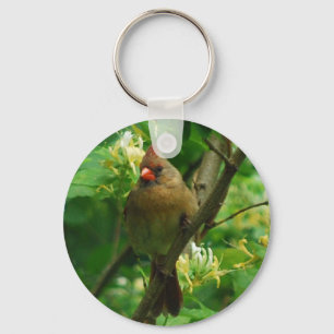 Cardenal en el llavero de las madreselvas