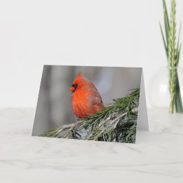 Cardenal en las tarjetas de saludo de Nieve