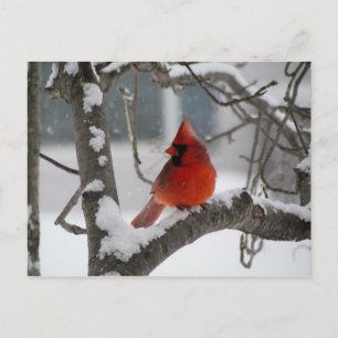 Cardenal en postal del árbol