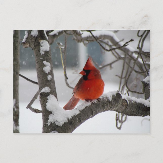 Cardenal en postal del árbol (Anverso)