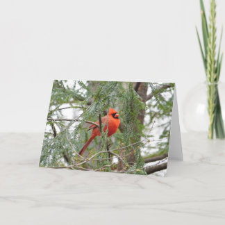 Cardenal en tarjeta de felicitación del árbol de