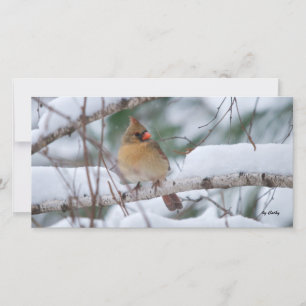 Cardenal en tormenta de nieve