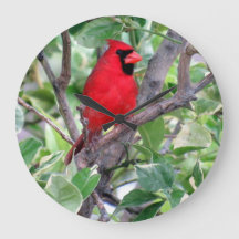 Cardenal en un árbol de limón - Reloj de pájaro tr