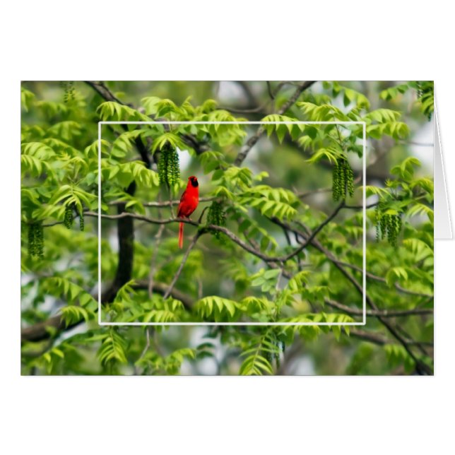 Cardenal en un árbol de miel (Anverso (Horizontal))