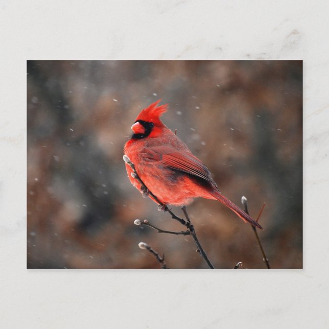 Cardenal en una postal de tormenta de nieve (Anverso)