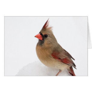 Cardenal femenino