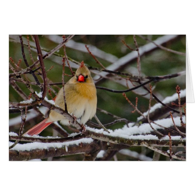 cardenal femenino en el árbol (Anverso (Horizontal))