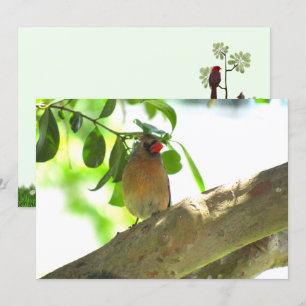 Cardenal hembra tarjeta plana de aves en el patio 