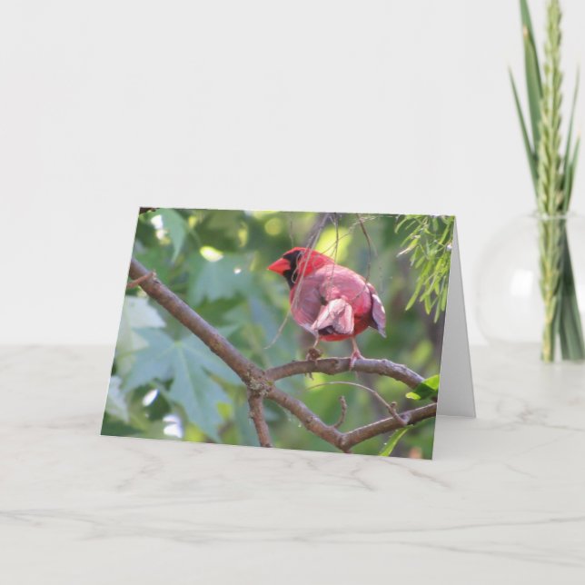 "Cardenal Macho del Norte" Tarjeta de Cumpleaños # (Anverso)