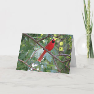 "Cardenal Macho del Norte" Tarjeta de Pascua #1