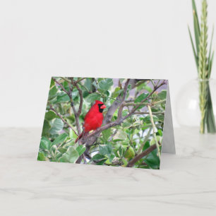 Cardenal macho en árbol de limón - Tarjeta de salu