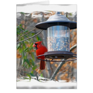 Cardenal masculino