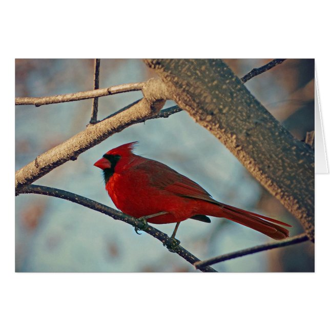 Cardenal masculino de bonito (Anverso (Horizontal))