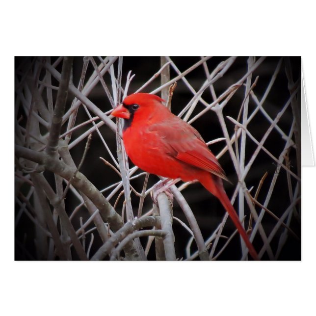 Cardenal masculino rojo - pájaro (Anverso (Horizontal))