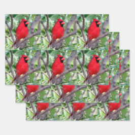 Cardenal masculino - Todas las hojas de papel de a