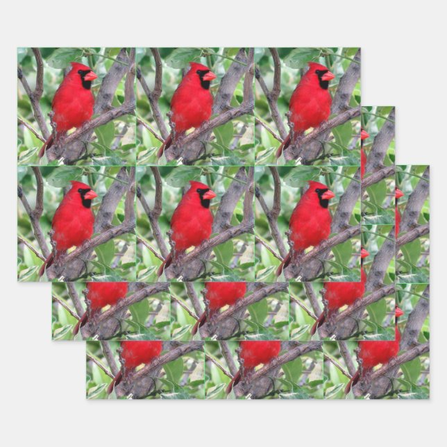 Cardenal masculino - Todas las hojas de papel de a (Set)