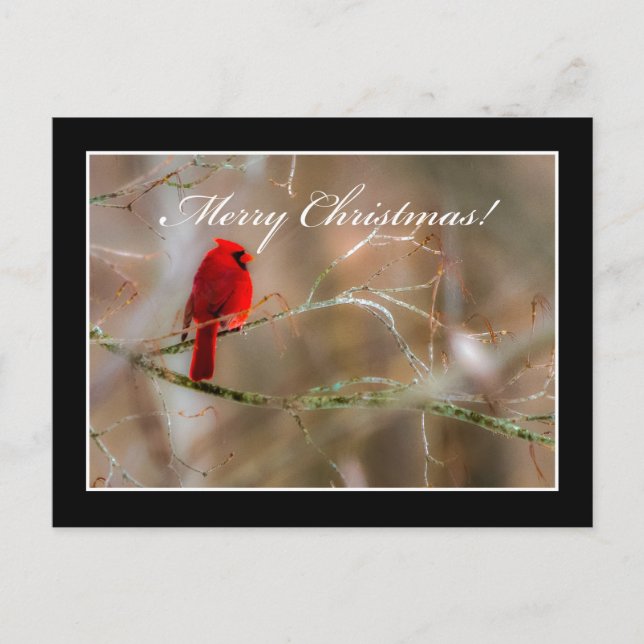Cardenal Merry Postal De Navidad De Tom Minutolo (Anverso)