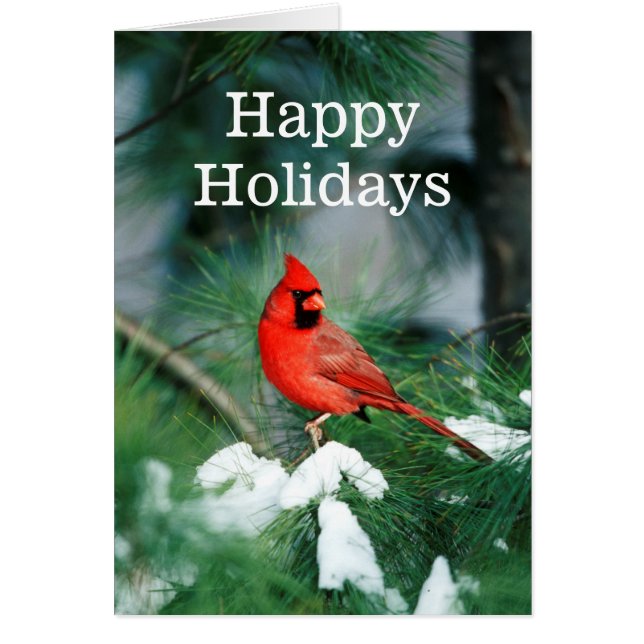 Cardenal norte varón en el árbol, IL (Frente)