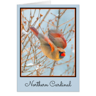 Cardenal norte volando - Fotografía original