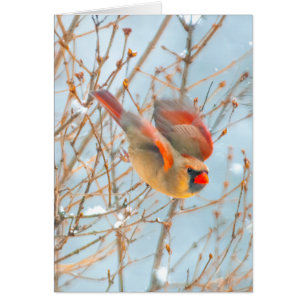 Cardenal norte volando - Fotografía original