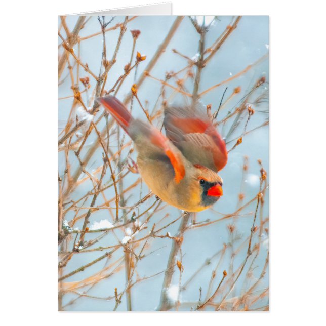 Cardenal norte volando - Fotografía original (Frente)