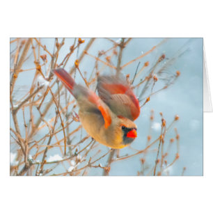 Cardenal norte volando - Fotografía original