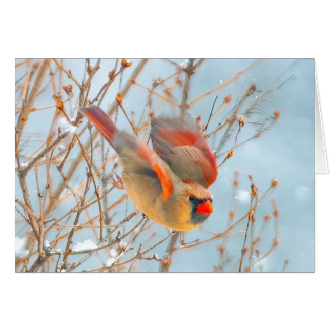 Cardenal norte volando - Fotografía original (Anverso (Horizontal))