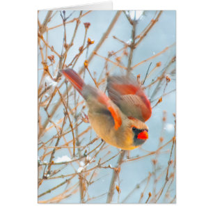 Cardenal norte volando - Fotografía original