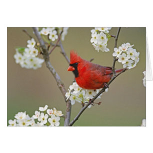 Cardenal norteño