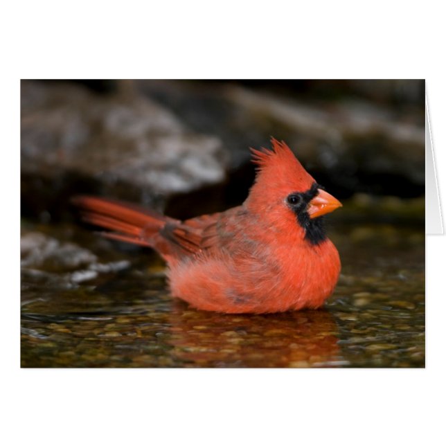Cardenal norteño macho bañándose (Anverso (Horizontal))