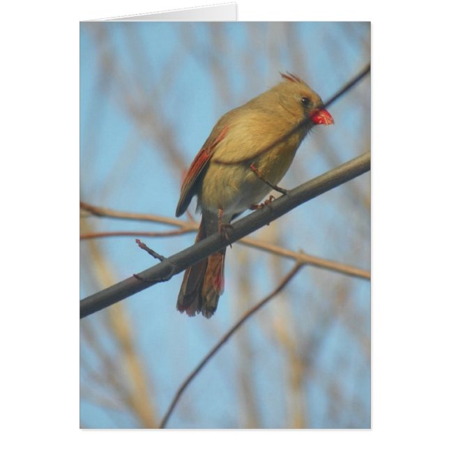 Cardenal/pájaro femenino (Frente)
