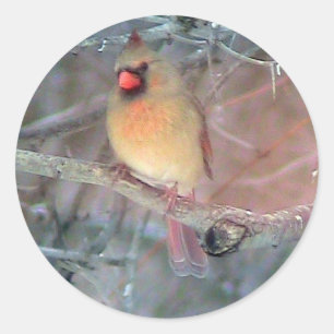 Cardenal Pegatina marrón