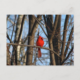 Cardenal postal masculino y femenino