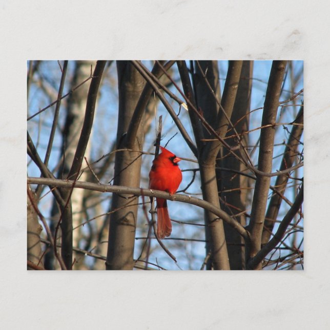 Cardenal postal masculino y femenino (Anverso)