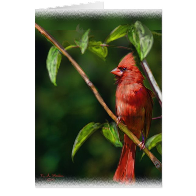 Cardenal rojo (Frente)