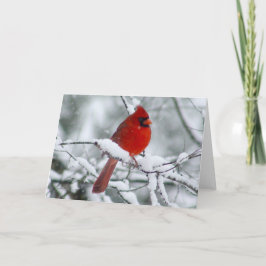 Cardenal rojo bonito en la tarjeta de nieve