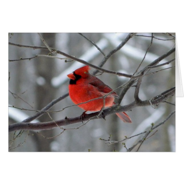 Cardenal rojo de WestCreek (espacio en blanco) (Anverso (Horizontal))