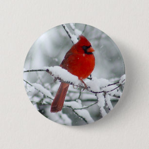 Cardenal rojo en el botón de la nieve