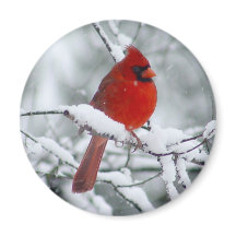 Cardenal rojo en el imán de la nieve