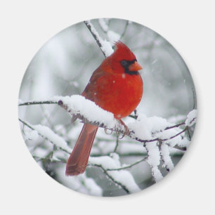 Cardenal rojo en el imán de la nieve