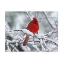 Cardenal rojo en la tarjeta postal de la nieve