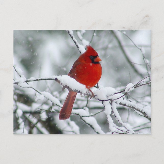 Cardenal rojo en la tarjeta postal de la nieve (Anverso)