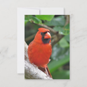 Cardenal rojo masculino en tarjeta de nota de sucu