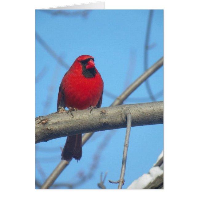 Cardenal rojo/pájaro (Frente)