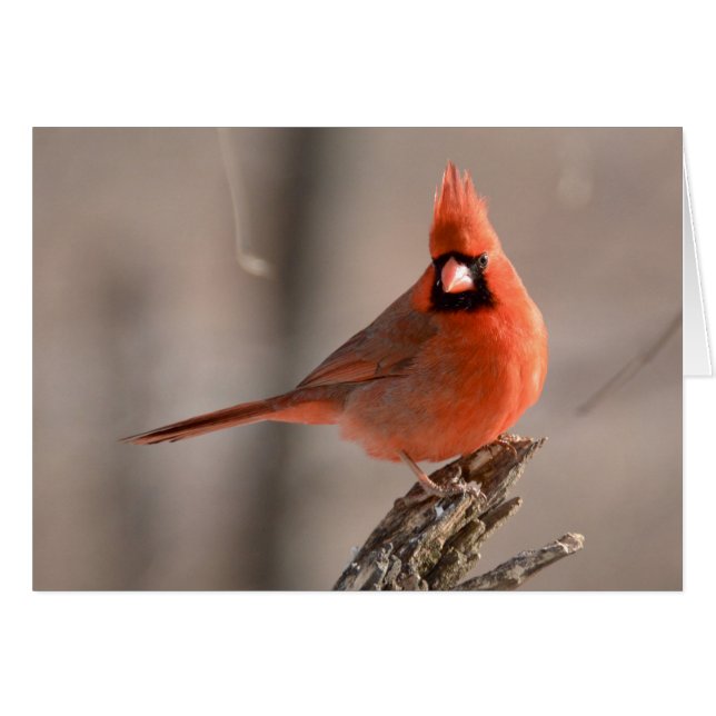 Cardenal septentrional (Anverso (Horizontal))